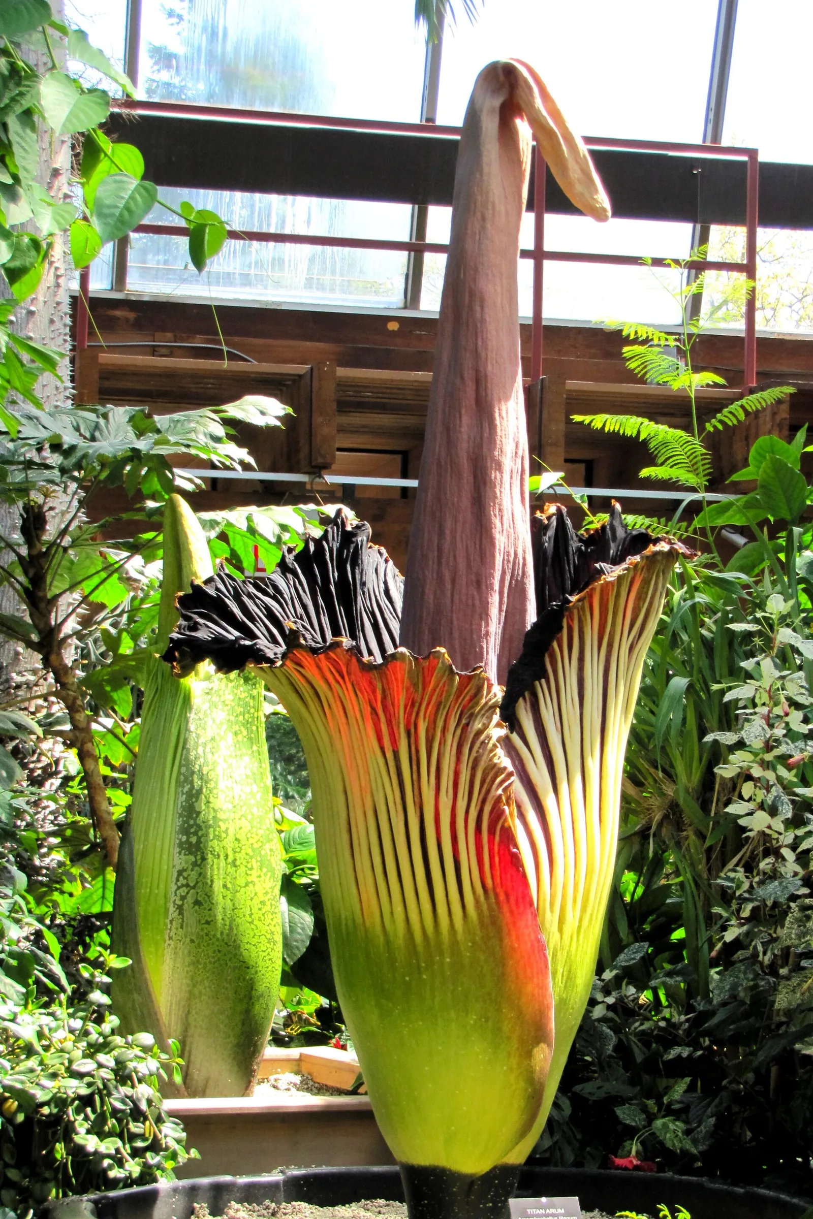 Kwitnące dziwidło olbrzymie (Amorphophallus titanum)