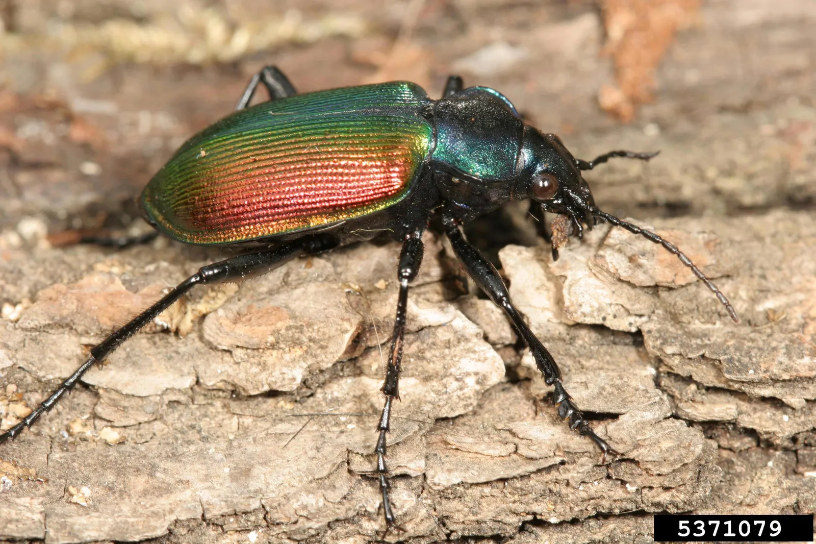 Tęcznik liszkarz (Calosoma sycophanta), zdjęcie ilustracyjne