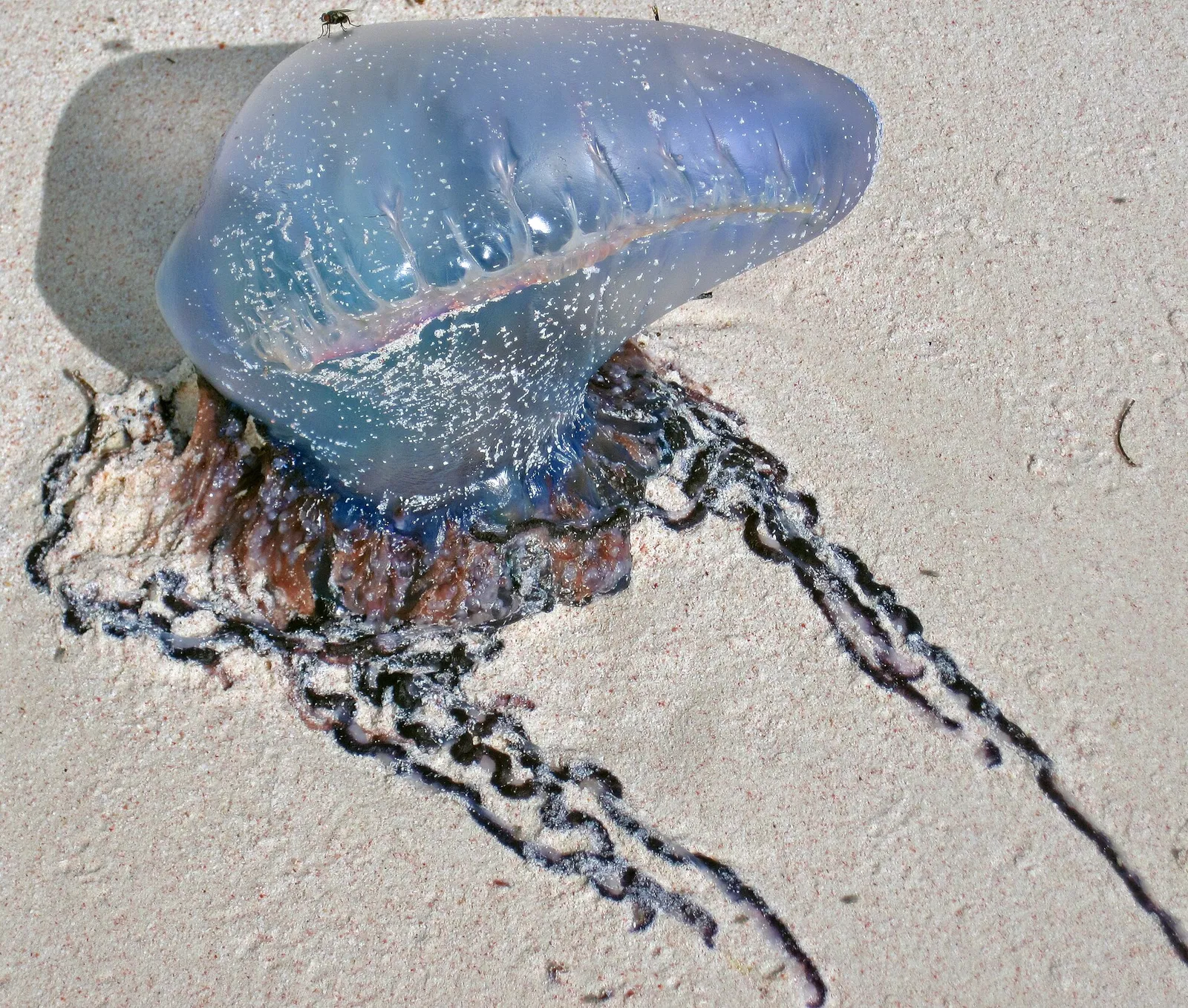 Bełtwa festonowa (Physalia physalis) wyrzucona na plażę (zdjęcie ilustracyjne)