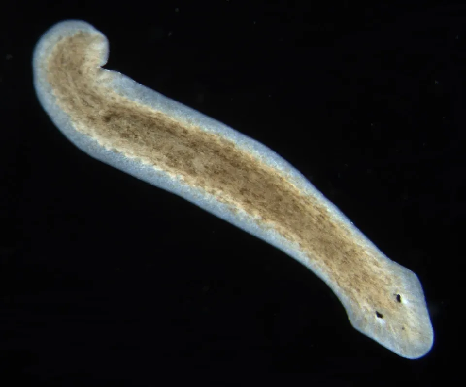 Płaziniec (wirek) z rodzaju używanego w badaniach biologicznych