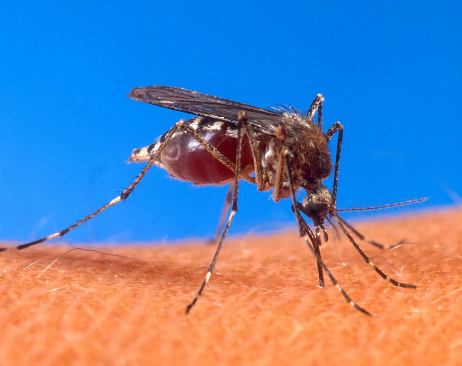 Komar Aedes aegypti żerujący na skórze człowieka (zdjęcie ilustracyjne)